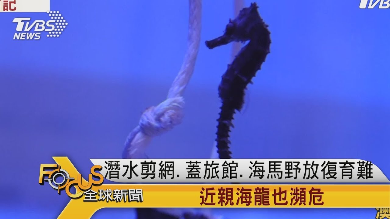 潛水剪網.蓋旅館　海馬野放復育.近親海龍也瀕危