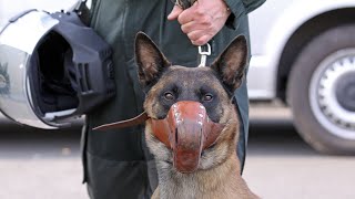 Top 5 Most Popular Police Dog Breeds