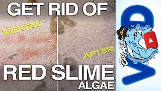 How to Get Rid of Red Slime Algae | BigAlsPets.com