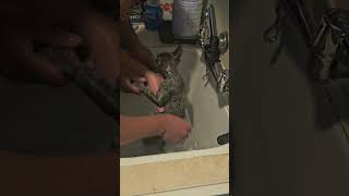 bopa having a flea bath ep2 @bopa2025 #cutekitty