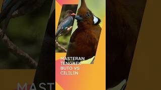 Download lagu Tengkek Buto VS Cililin mp3