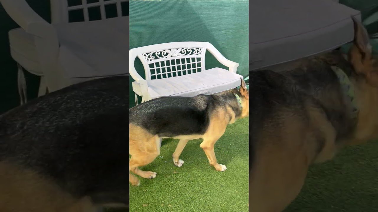 Enlarge Kabru, a Adoptable German Shepherd Dog in San Diego, CA video 6/6