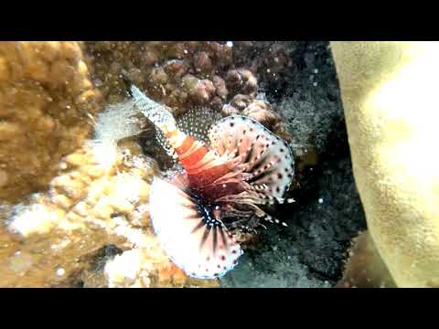 Amazing Seychelles - Fairyland Beach - Anse Royale