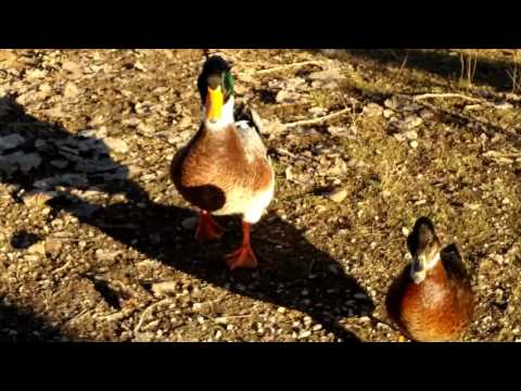 ANATRE DI GERMANO REALE AL LAGO DI BOVES.(CN) 18 - 12 - 2016