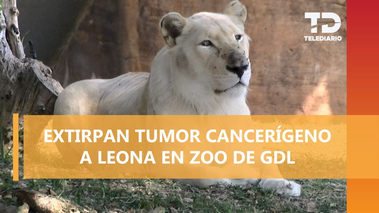 Oncólogo salva leona con la cirugía más hermosa de su vida: "una forma de devolverle algo al mundo"