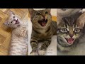 Rasputin but Cats Sung It (Cats Version Cover)
