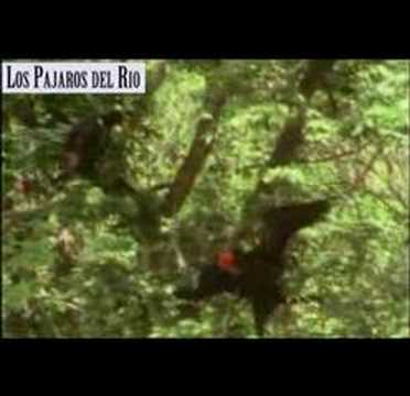 Video thumbnail for Los Pajaros del Rio