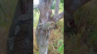 Download lagu tupai terbang dialam uda jinakan.#shorts mp3