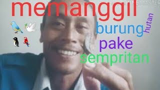 Download lagu Suara memanggil burung pake sapungan di jamin jos mp3
