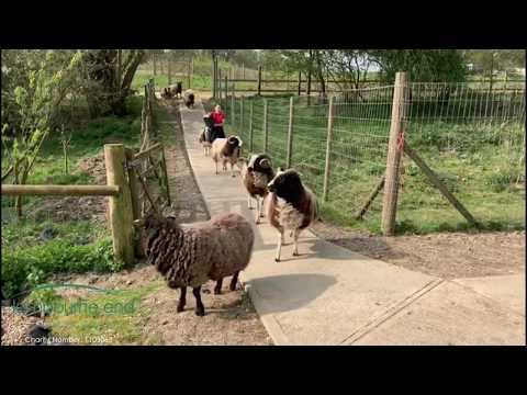 Lambing at Lambourne End Centre