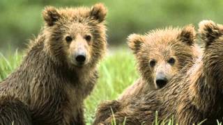 Pluszowe Niedźwiadki -  Czerwone Gitary