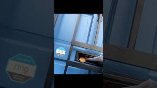 kitty menace to society 😁😁