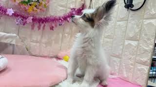 パピヨンの動画01