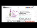 1 BOTANY CHAP 9 PLANT ANATOMY 1