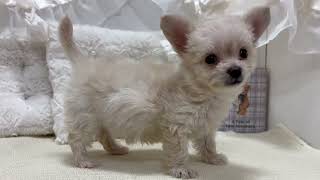 ハーフ犬の動画01