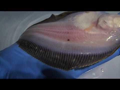 Video of surgical removal of the nematode parasite Clavinema mariae from an anesthetized flatfish, courtesy of Matt Wilson