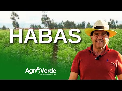 Siembra de habas y manejo de enfermedades comunes 🌱