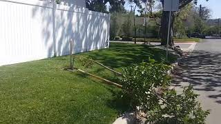 How to Support Trees so They Won't Fall Over