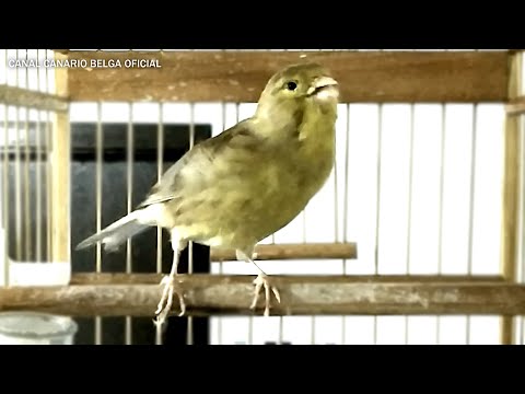 Canto do Canário Belga para Treinamento !