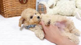 トイプードルの動画01
