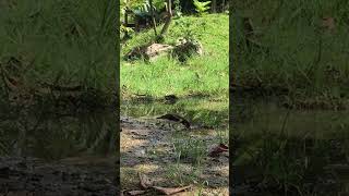 Download lagu Jalak suren mencari makan di alam liar. aviary terbesar di dunia bukan deHakims aviary mp3 Download lagu Jalak suren mencari makan di alam liar. aviary terbesar di dunia bukan deHakims aviary mp3