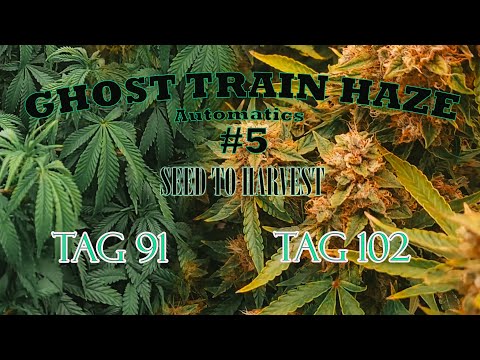 SEED TO HARVEST #5: GHOST TRAIN HAZE Automatic Zamnesia (TAG 91 bis TAG 101)