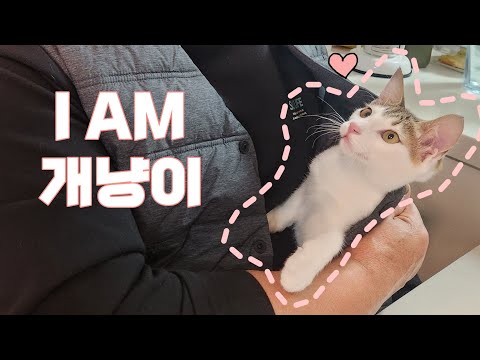 우리집에 개냥이가 들어왔다