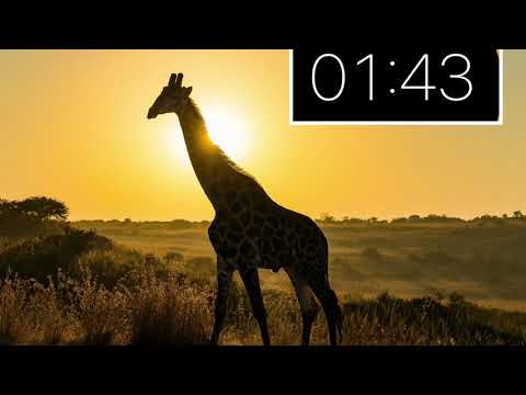 5 min giraffe wallpaper!!!🦒