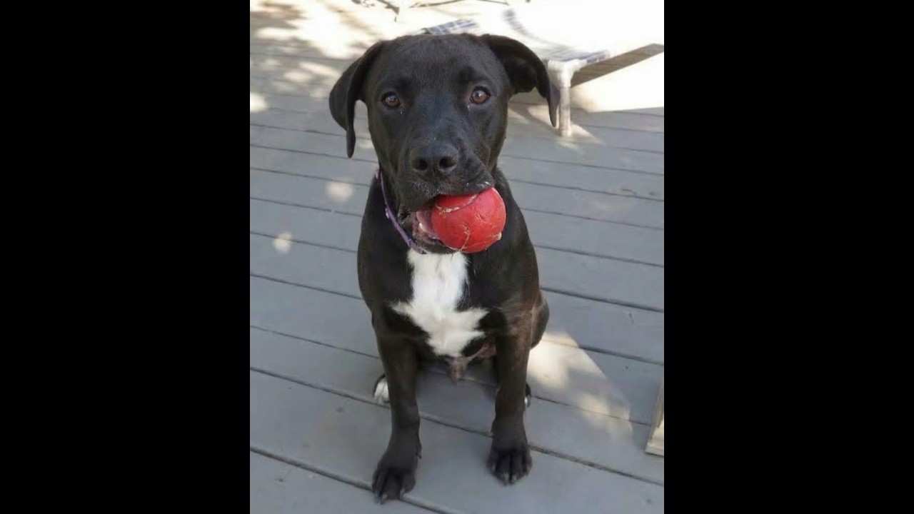 Enlarge Ace - Sponsored Reduced Adoption Fee, a Adoptable mixed breed in Crown Point, IN video 2/6