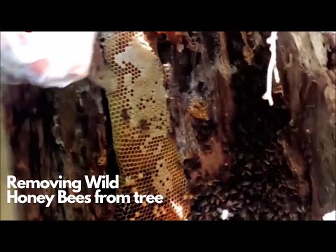 Removing Wild Honey Bees In The Heart Of Tree
