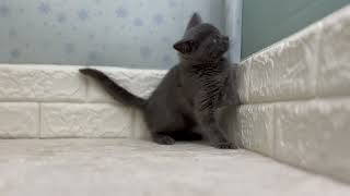 ブリティッシュショートヘアの動画01