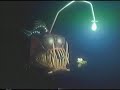 Closing To Finding Nemo 2003 VHS