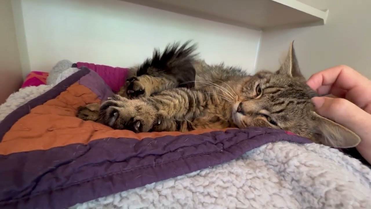 Enlarge Frogger, an adopted Domestic Medium Hair in Eatontown, NJ video 2/6