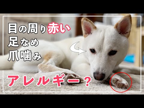 犬の目の周りのアレルギー:治療方法は?