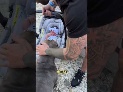 Собака, Которая Боялась Потерять Хозяина… Но Стала Старшим Братом