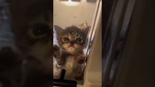 Kittens #cat #cute #catvideo #cutecat #funnyvideo #funny