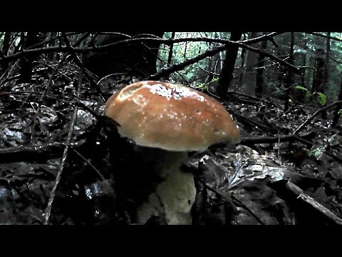 Білі Гриби після сильних злив 24.06.2020 \ White Mushrooms after heavy rains 24.06.2020