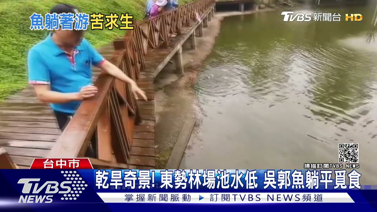 乾旱奇景！東勢林場池水低　吳郭魚躺平覓食