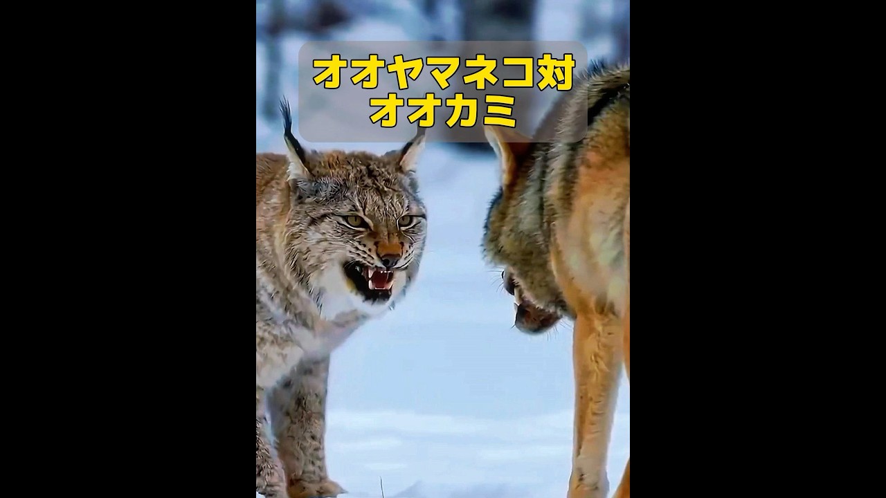 オオカミとオオヤマネコ、どちらが勝った？ #animals #共鳴 #動物 #特有種 #自然 #癒し