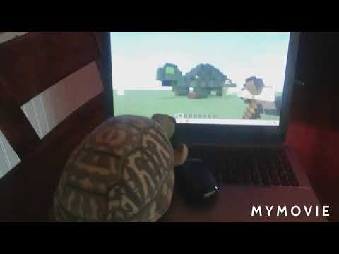 Tortoise playing minecraft