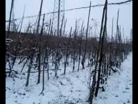 1° Nevigata in Oltrepo-Pavese ( Broni - PV- Italy )