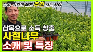 던져 놔도 알아서 번식을 한다? ( 신품종, 식재방법, 소득창출,특징,관리방법 )