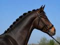 Hongre - CDE  - 4 ans - Dressage - France