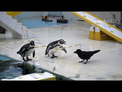 フンボルトペンギン