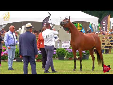 N.185 JOHARA MORAB - Bruges 2018 Int B - 7-9 Years Old and Older Mares (Class 114)