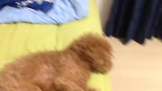 僕の犬