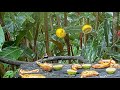 Orange-billed Sparrow Finds Plenty To Like About The Panama Fruit Feeder – July 19, 2022