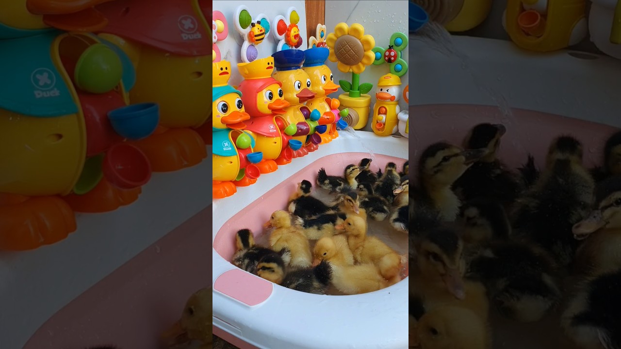 Wow...!!! Outside ducky waterwheel color bath time toys duckling 🍎🐥 😍 #short