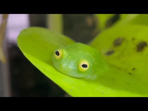 パックマンカエル