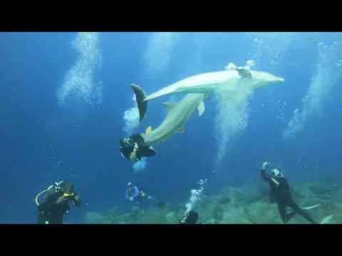 Diving with Dolphins in Curaçao